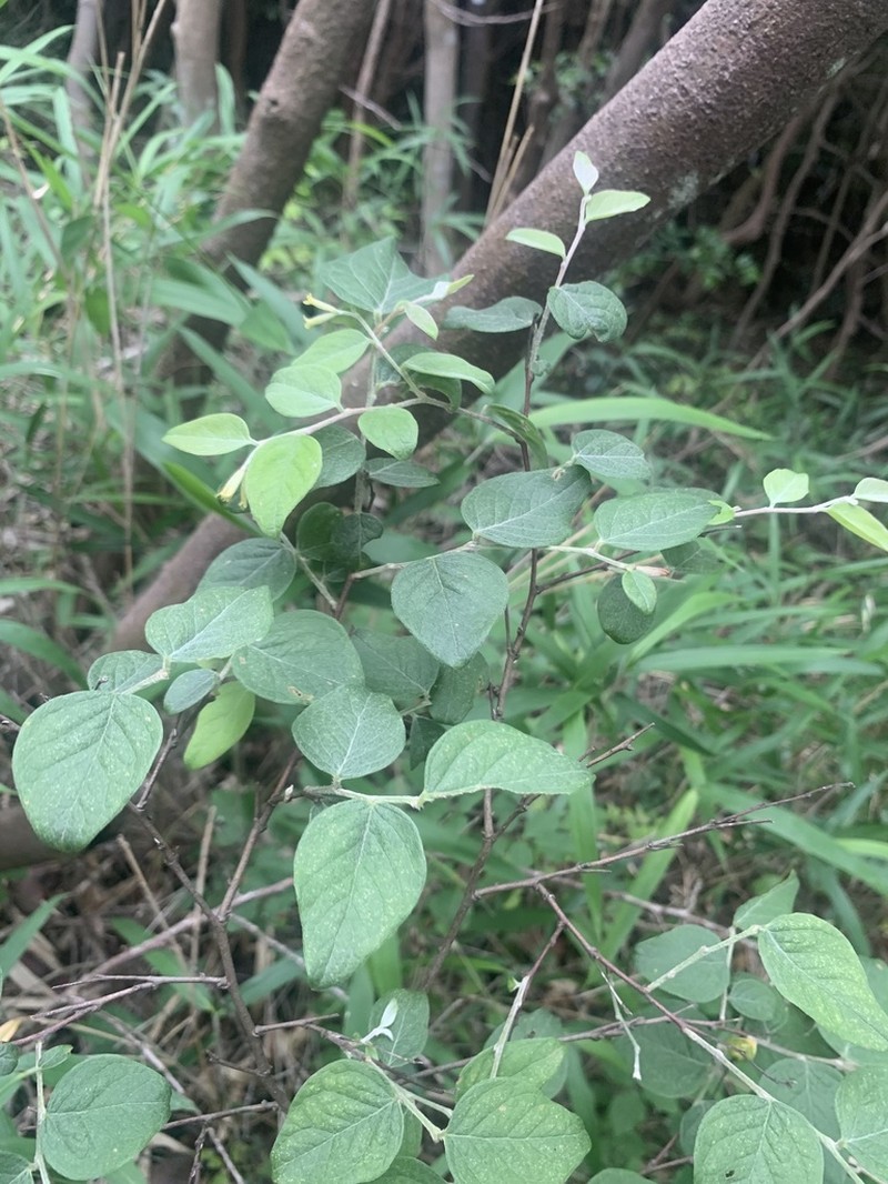 Wikstroemia sikokiana photo 2