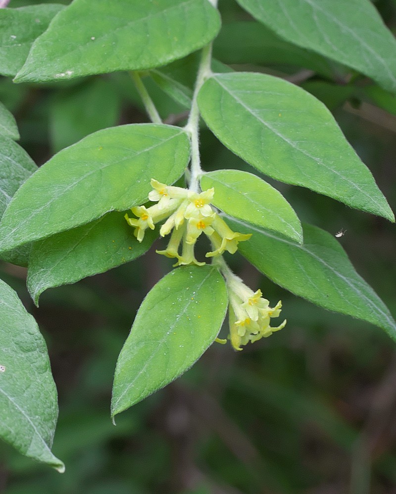 Wikstroemia sikokiana photo 3