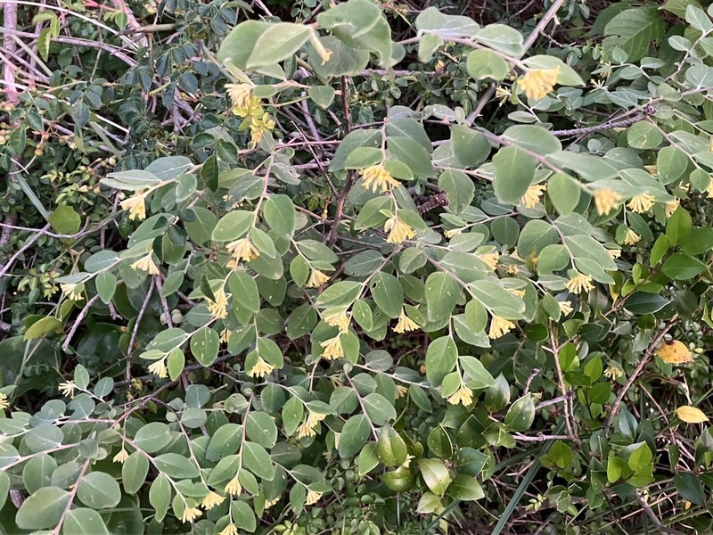 Wikstroemia sikokiana photo 6