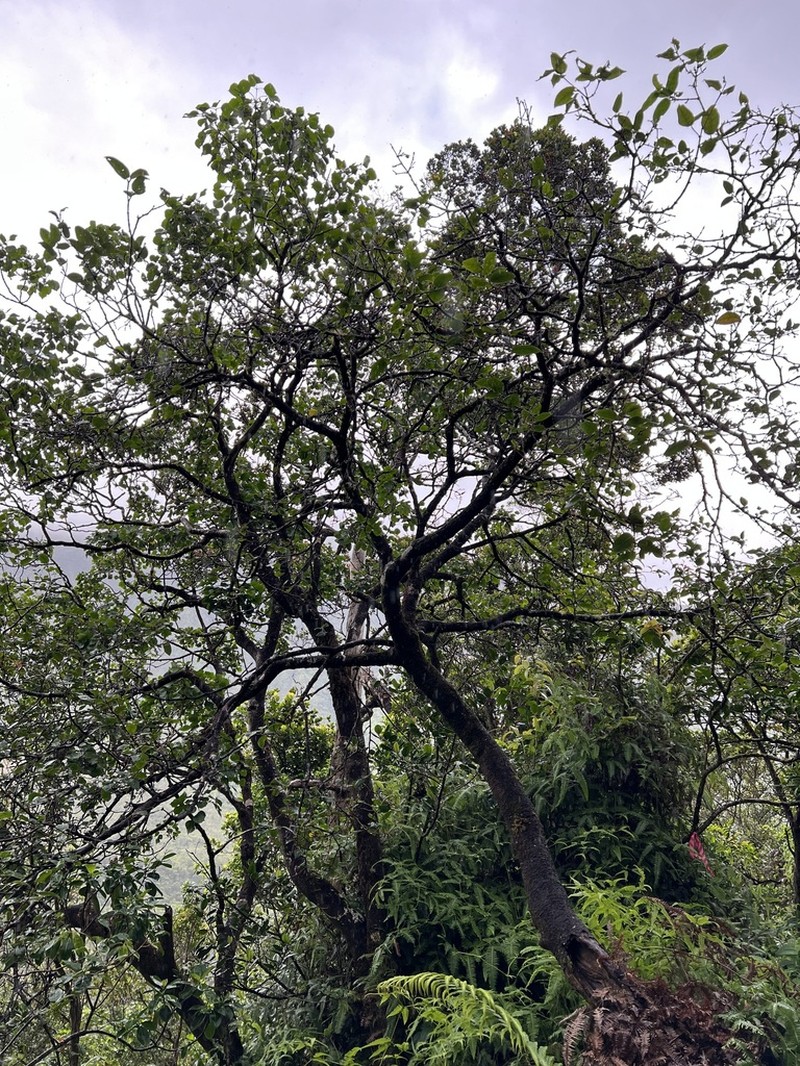 Skottsberg's False Ohelo