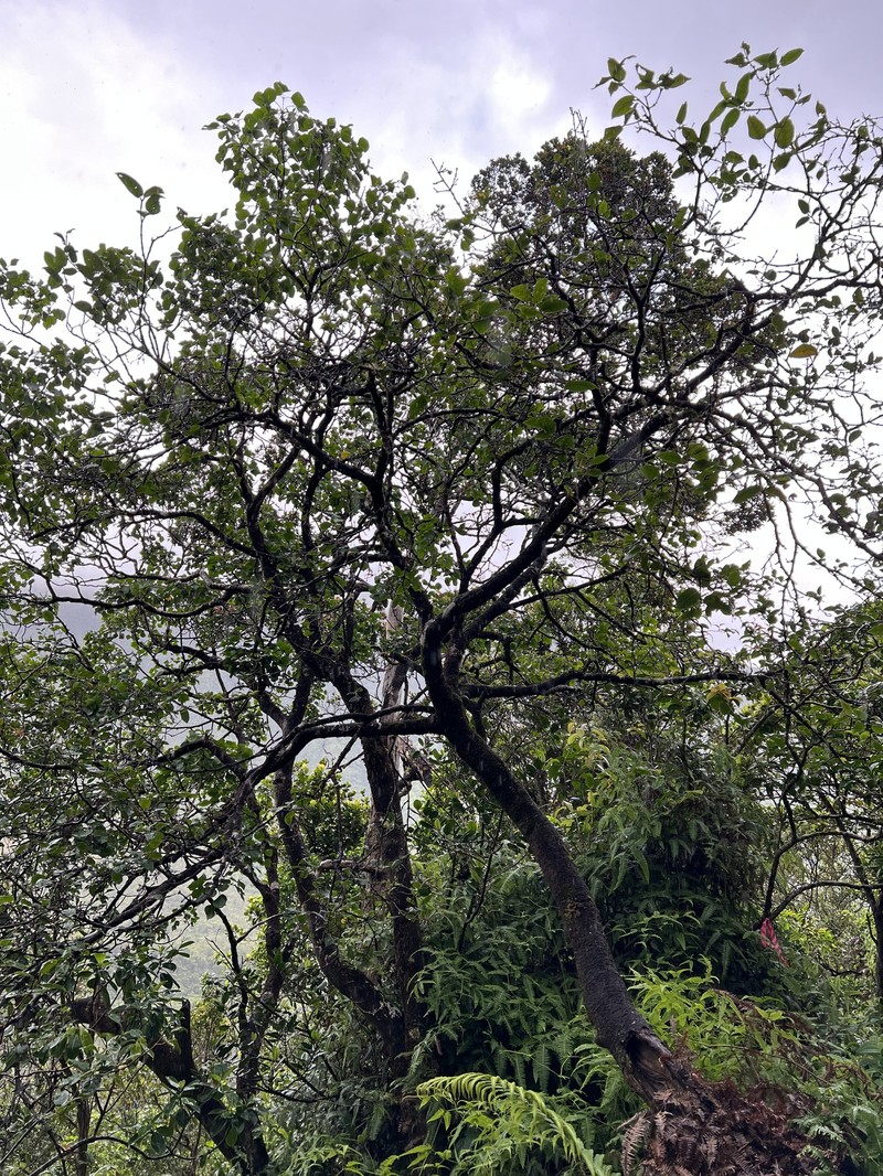 Skottsberg's False Ohelo photo 2