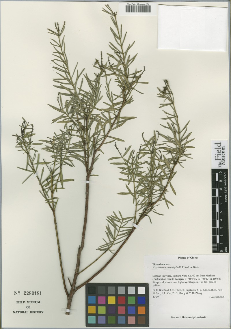Wikstroemia stenophylla
