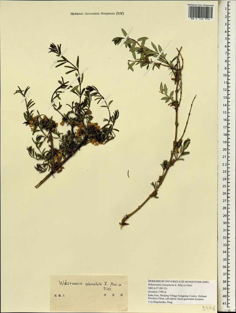 Wikstroemia stenophylla photo 2