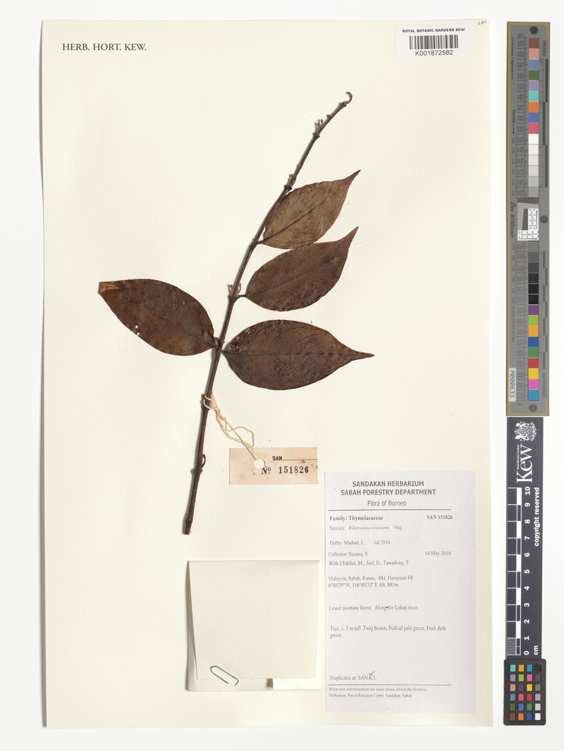 Wikstroemia tenuiramis