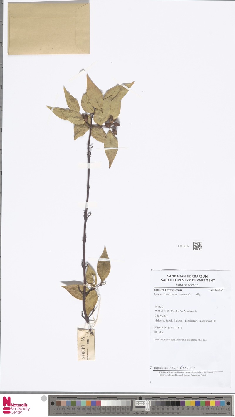 Wikstroemia tenuiramis photo 3
