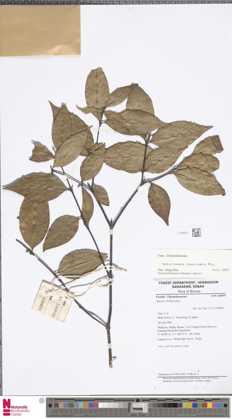 Wikstroemia tenuiramis photo 4