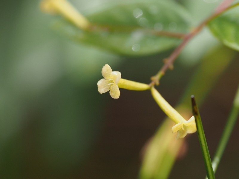 Wikstroemia trichotoma