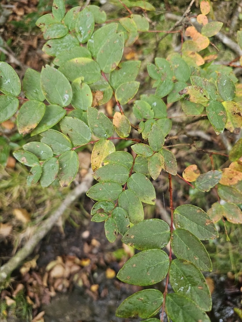 Wikstroemia trichotoma photo 3