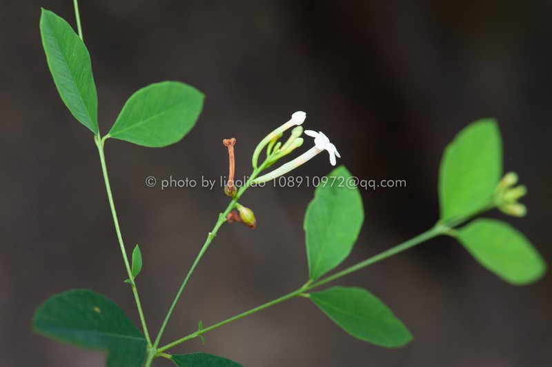 Wikstroemia trichotoma photo 4