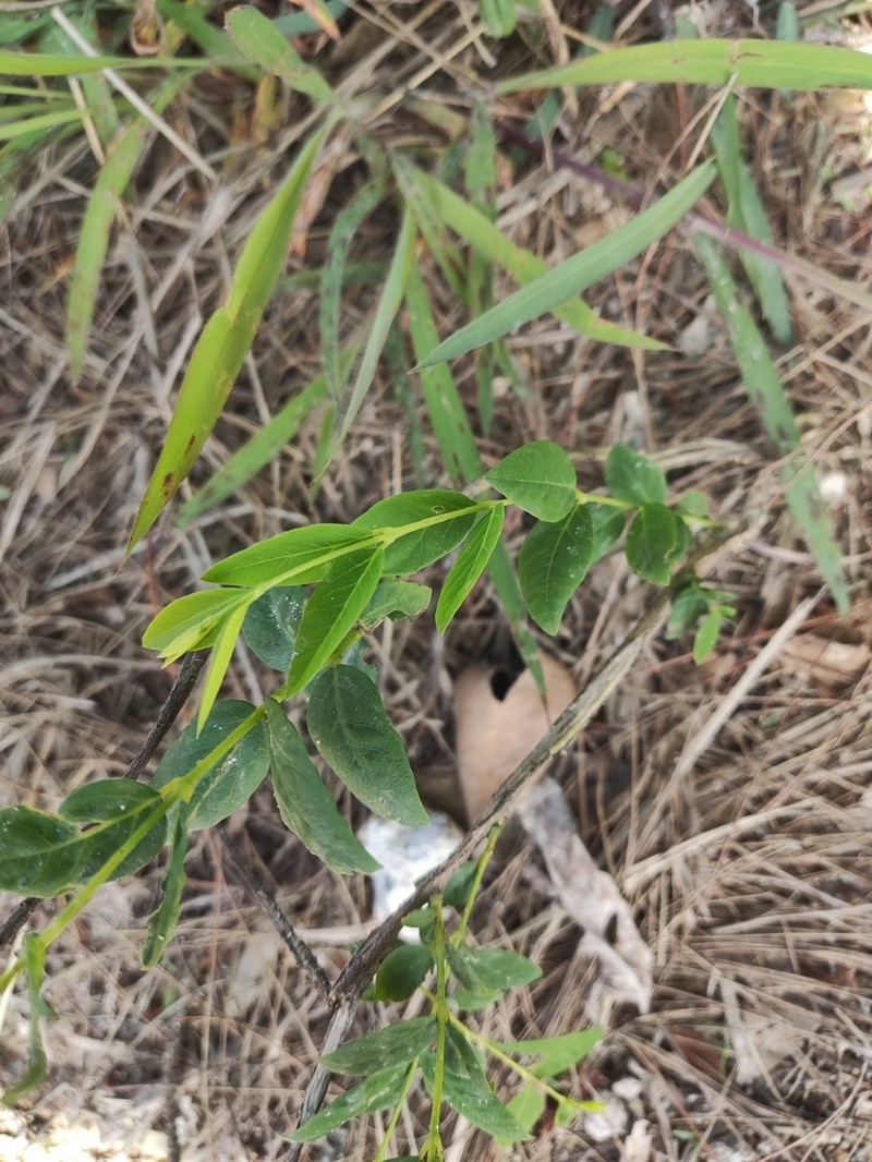 Wikstroemia trichotoma photo 6