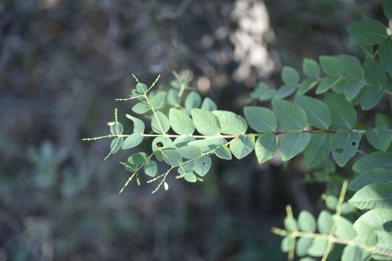 Wikstroemia trichotoma photo 7
