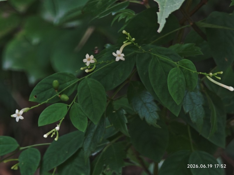 Wikstroemia trichotoma photo 8