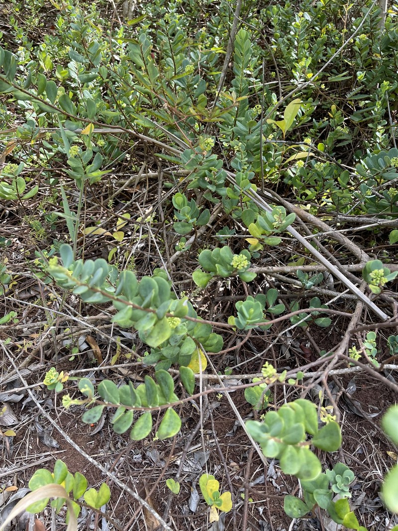 Wikstroemia uva-ursi var. kauaiensis