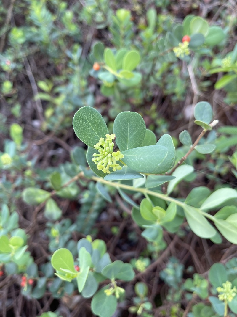 Wikstroemia uva-ursi var. kauaiensis photo 2