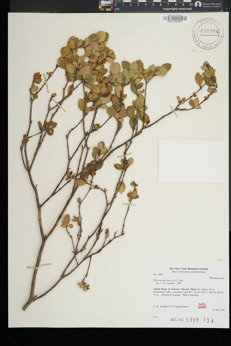 Wikstroemia uva-ursi var. uva-ursi