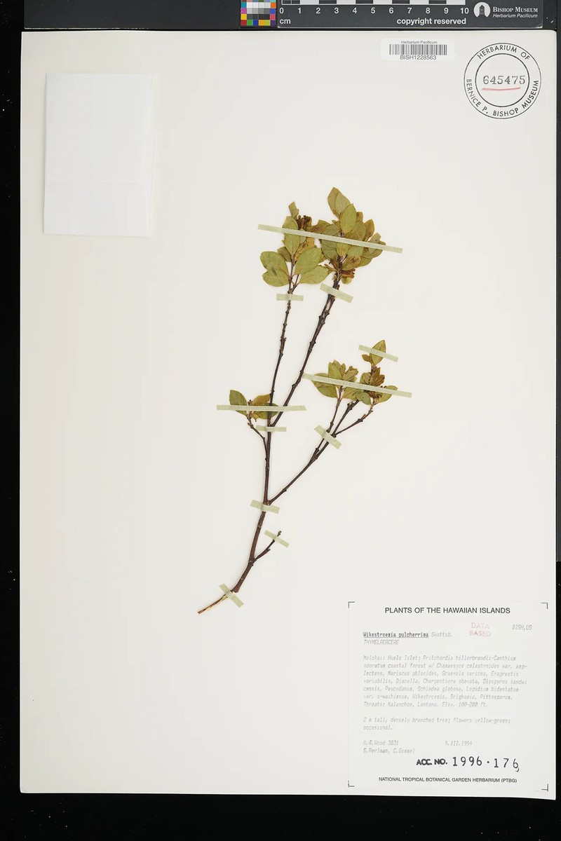 Wikstroemia uva-ursi var. uva-ursi photo 2