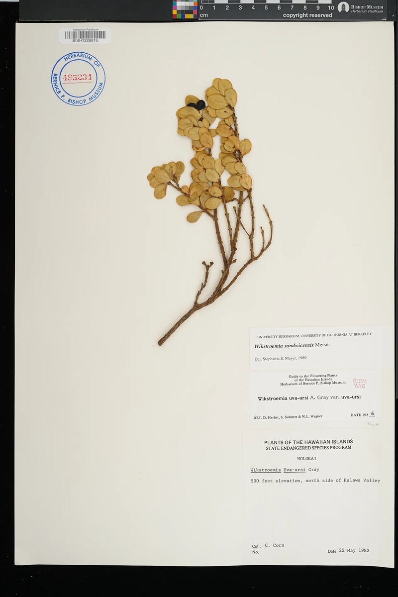 Wikstroemia uva-ursi var. uva-ursi photo 3
