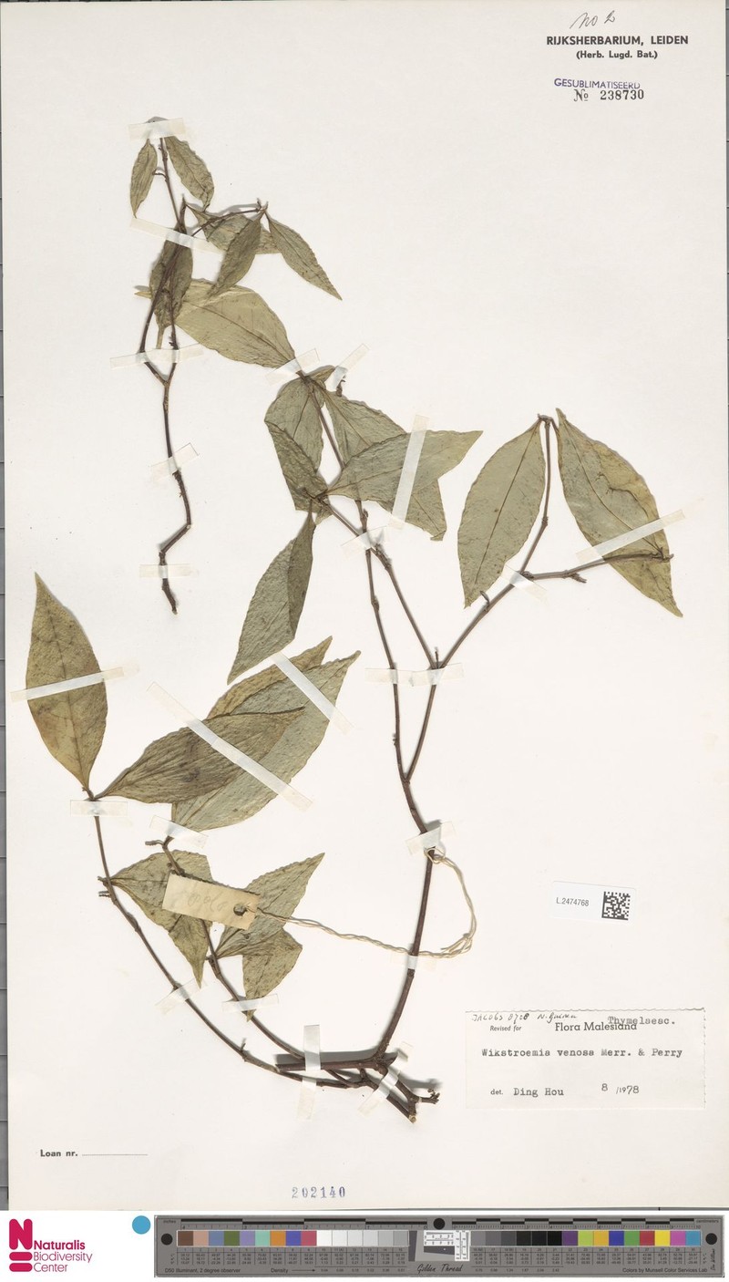 Wikstroemia venosa