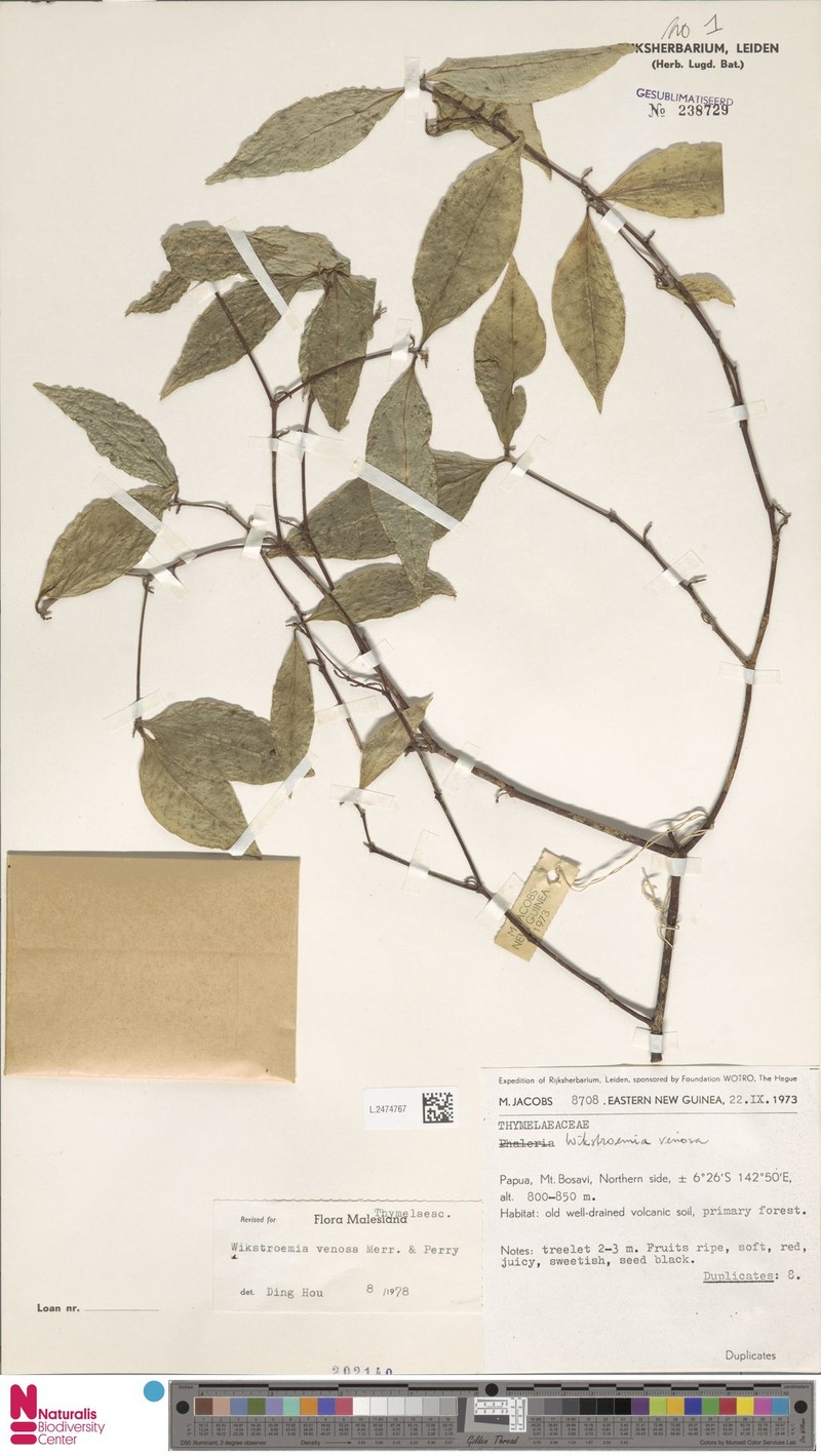 Wikstroemia venosa photo 2
