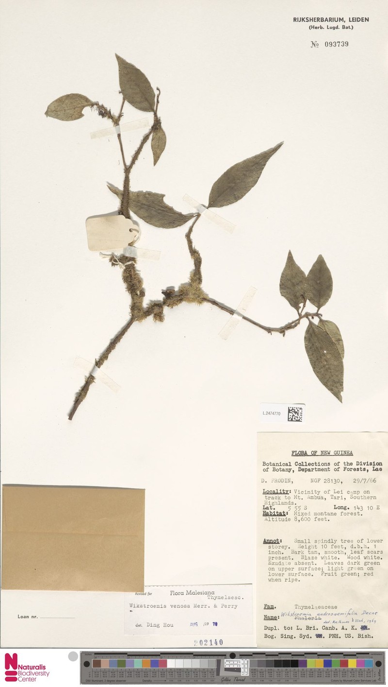 Wikstroemia venosa photo 3