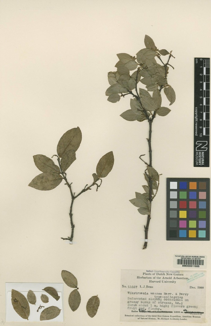 Wikstroemia venosa photo 4