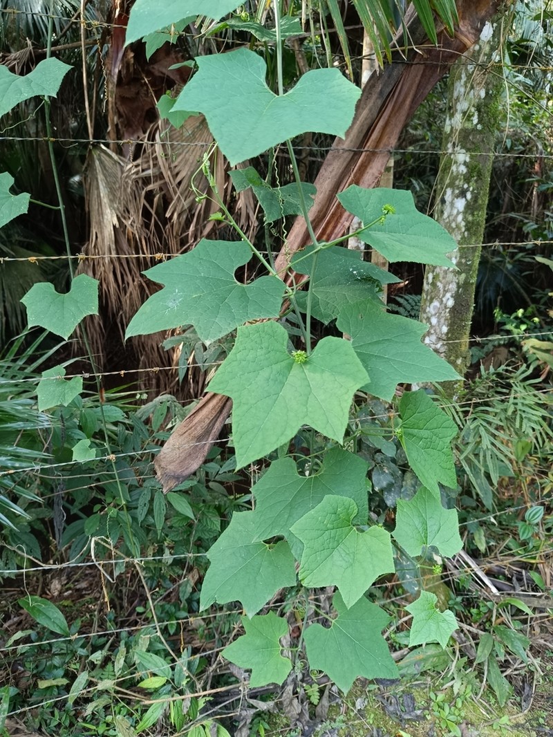 Wilbrandia ebracteata