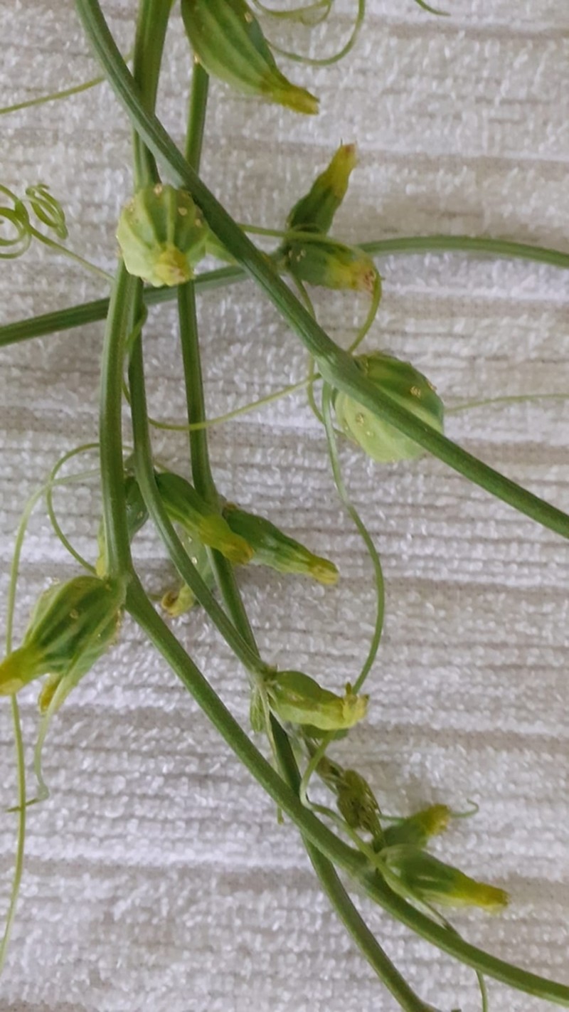 Wilbrandia ebracteata photo 2