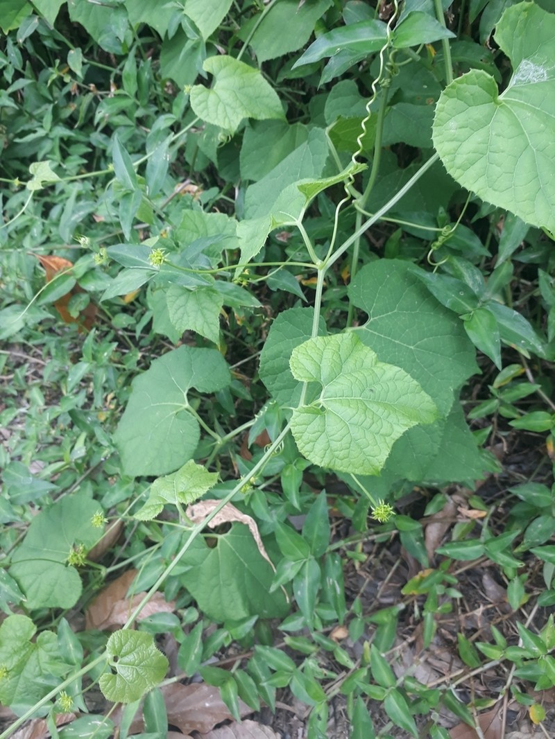 Wilbrandia ebracteata photo 3