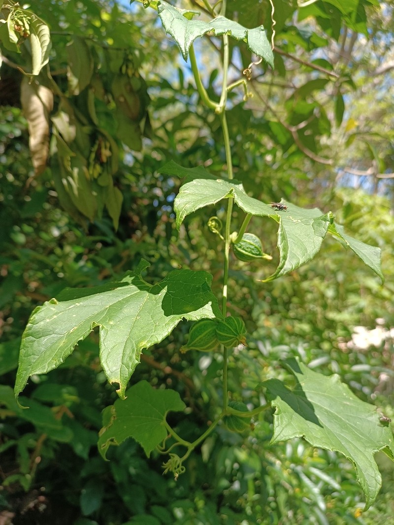 Wilbrandia ebracteata photo 4