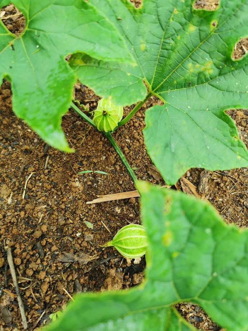 Wilbrandia ebracteata photo 5