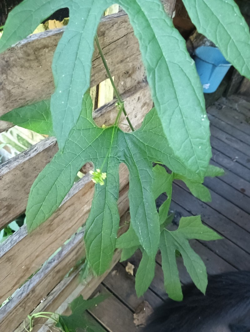 Wilbrandia ebracteata photo 6