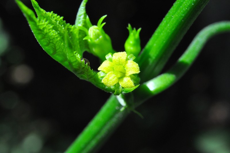 Wilbrandia ebracteata photo 7