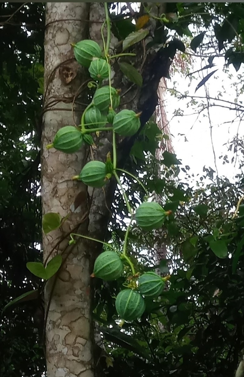 Wilbrandia ebracteata photo 8