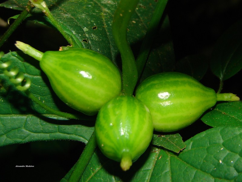 Wilbrandia hibiscoides
