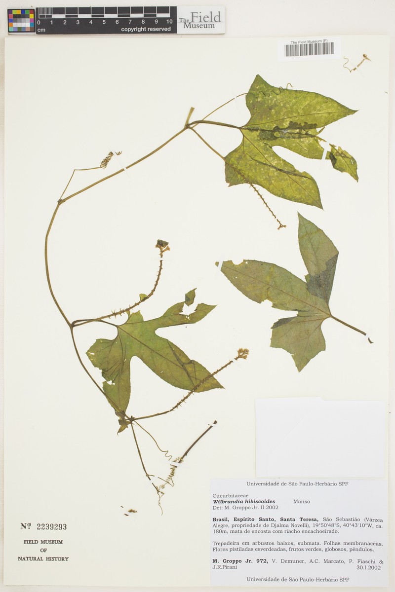 Wilbrandia hibiscoides photo 2