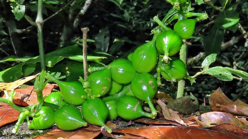 Wilbrandia verticillata