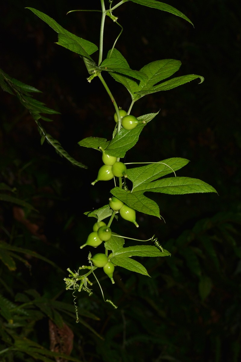 Wilbrandia verticillata photo 2