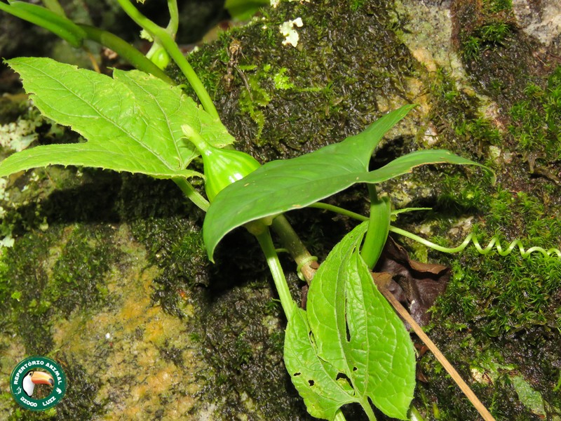 Wilbrandia verticillata photo 3