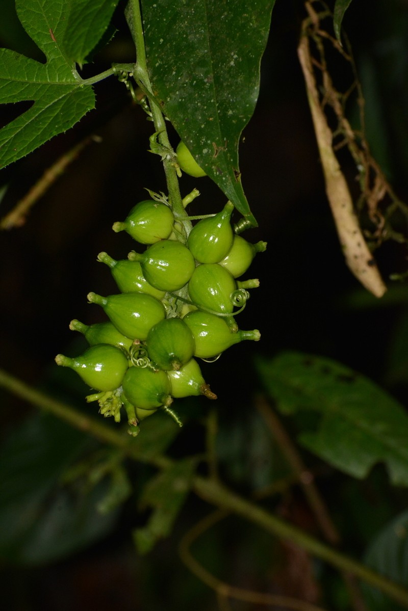 Wilbrandia verticillata photo 4