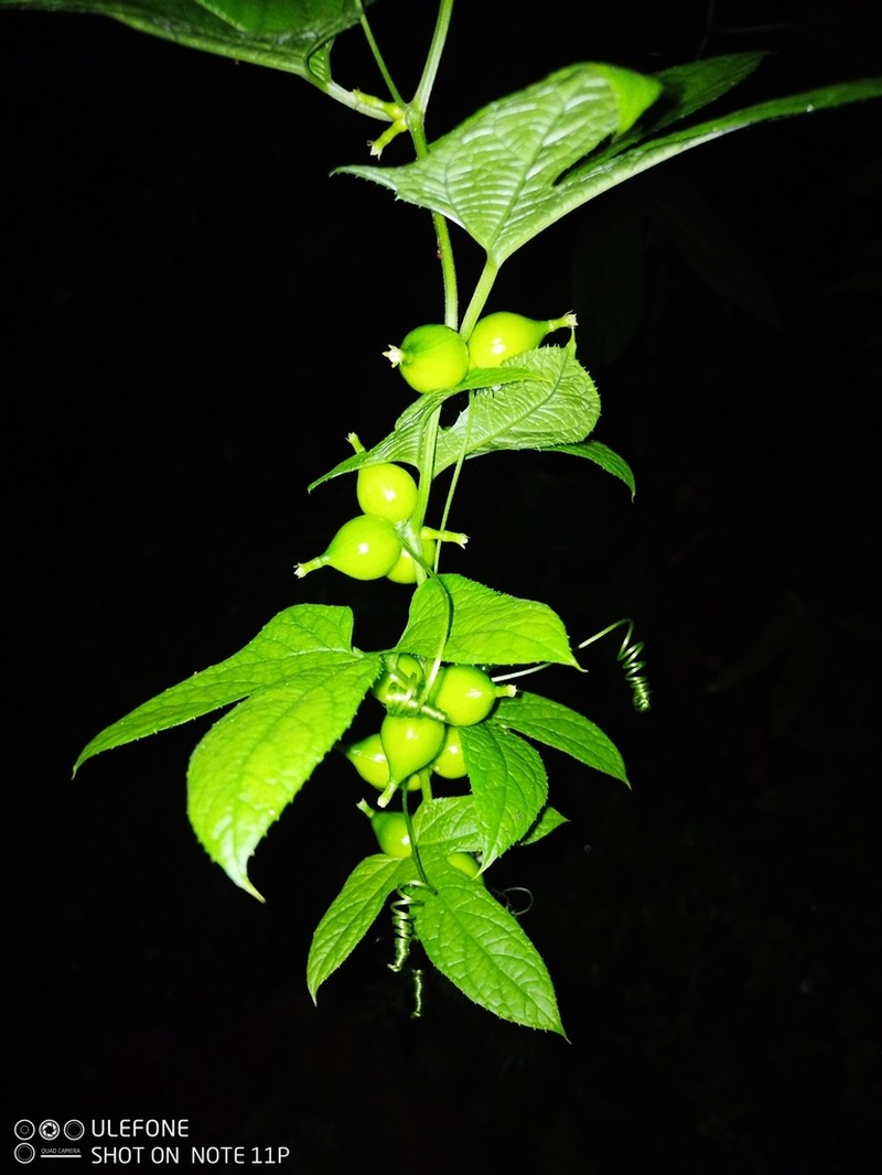 Wilbrandia verticillata photo 7