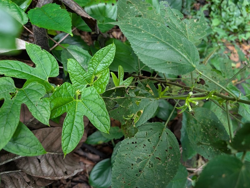 Wilbrandia verticillata photo 8