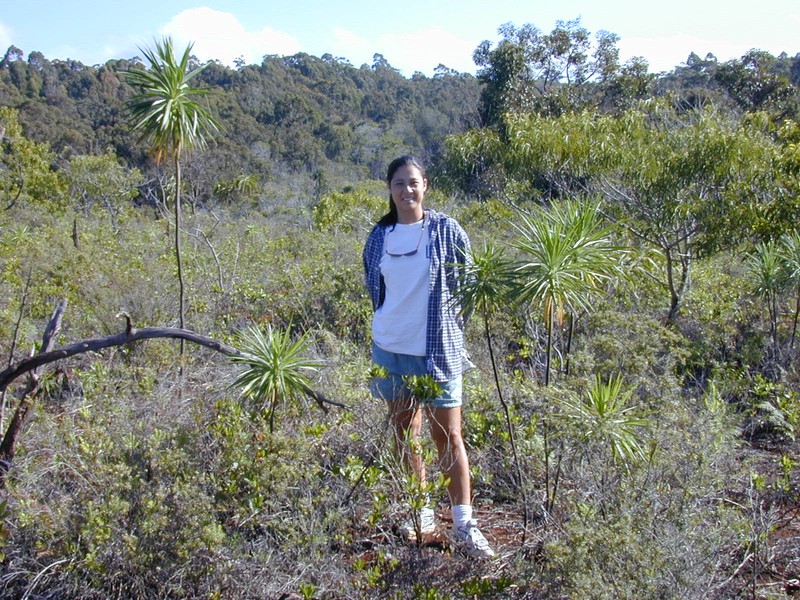 Iliau photo 5