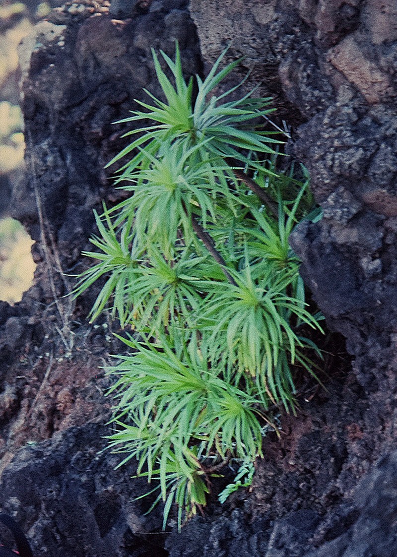 Dwarf Iliau photo 3