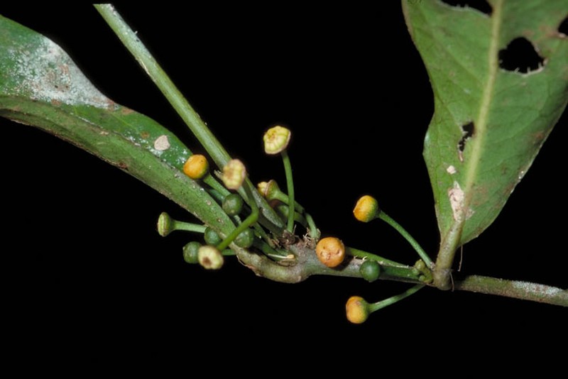 Wilkiea angustifolia