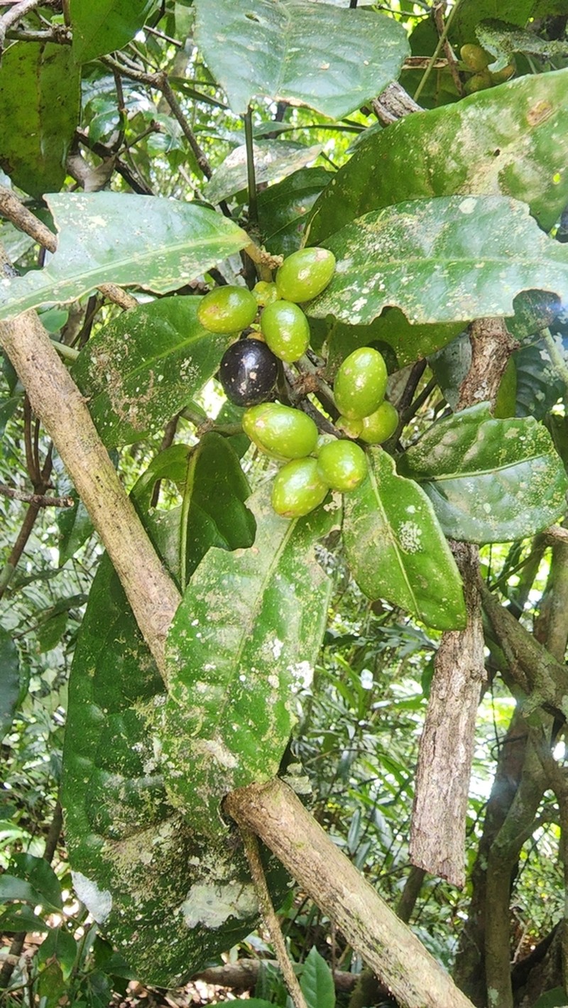 Wilkiea angustifolia photo 2