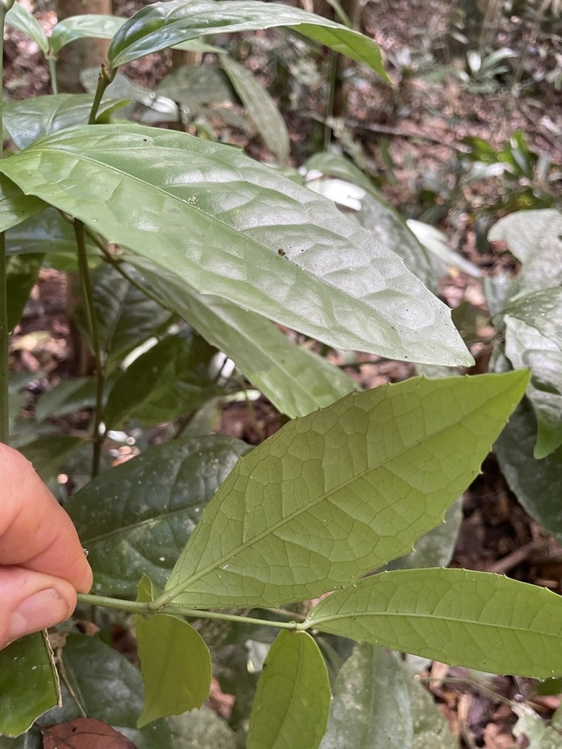 Wilkiea angustifolia photo 3