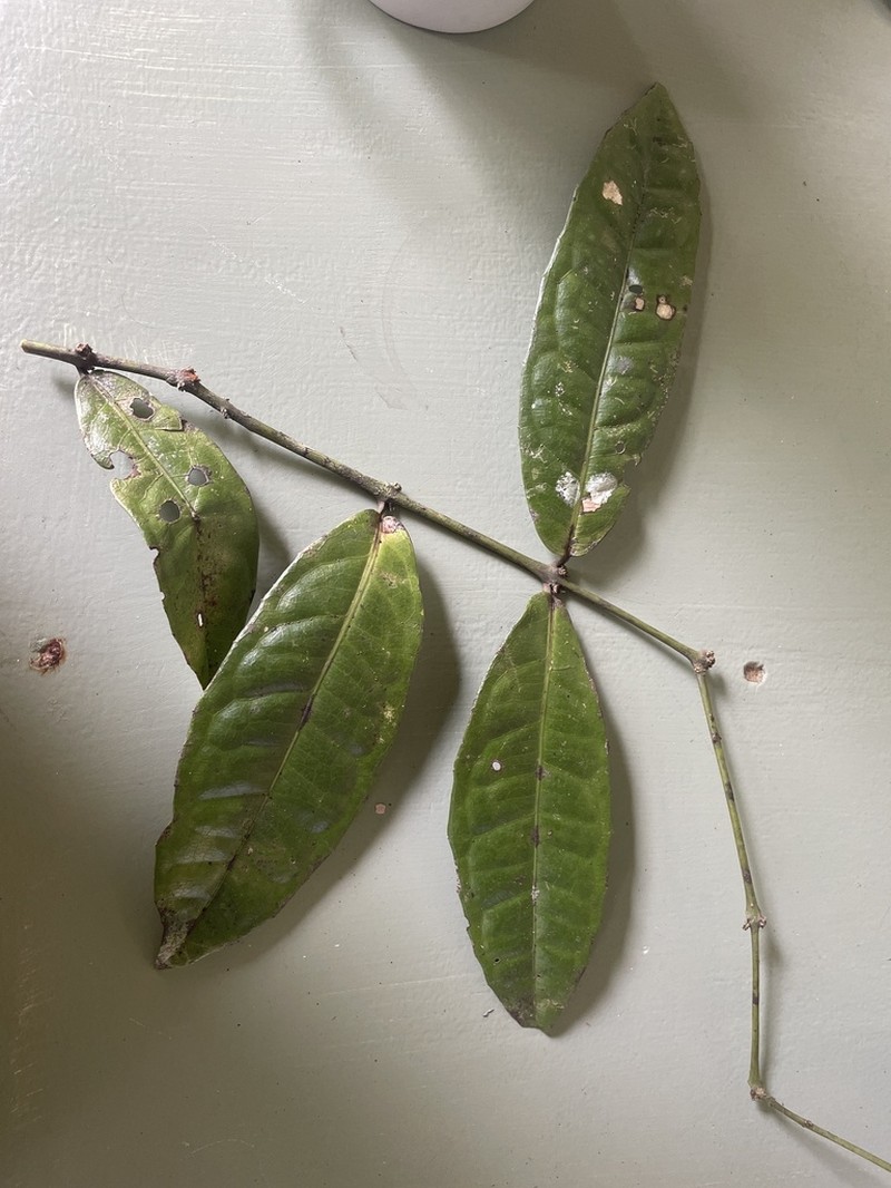 Wilkiea angustifolia photo 4