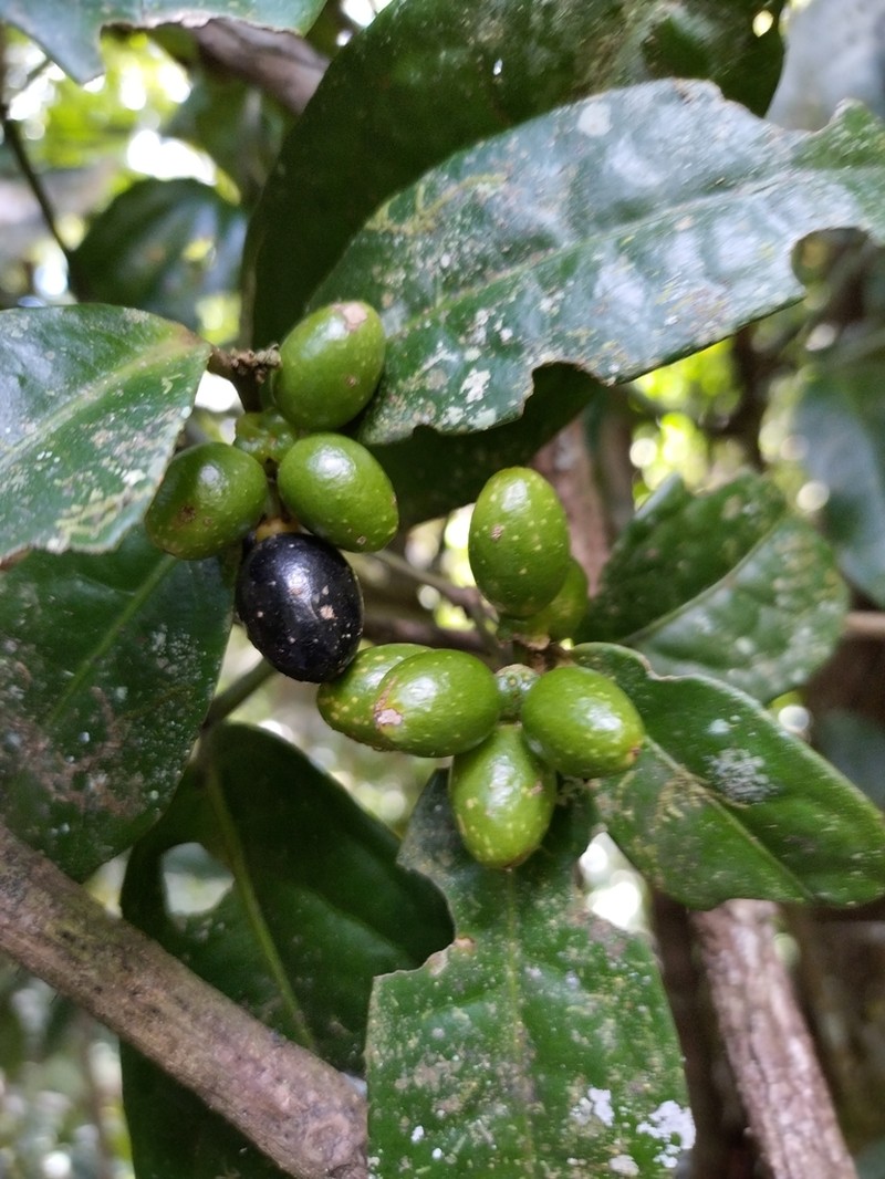 Wilkiea angustifolia photo 5