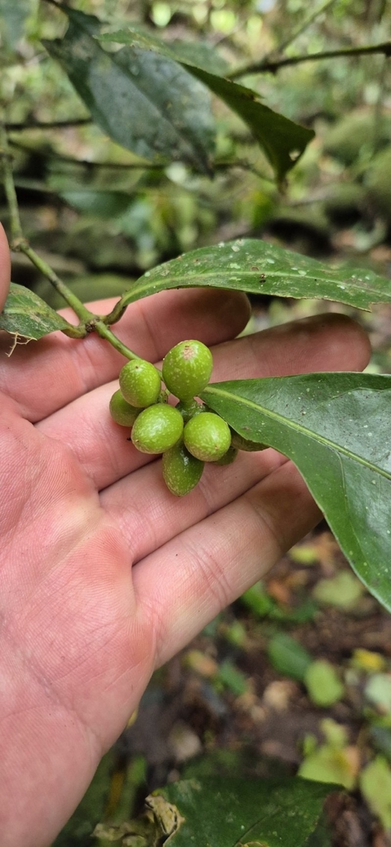 Wilkiea angustifolia photo 6