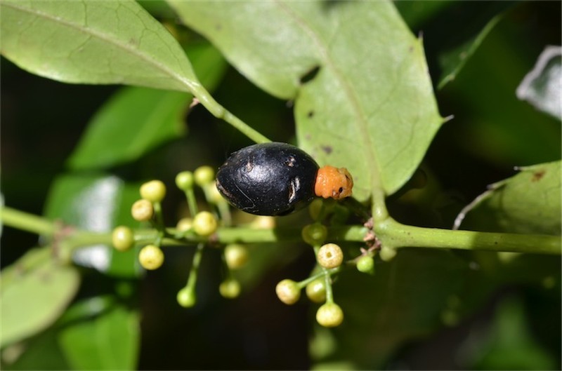Wilkiea austroqueenslandica